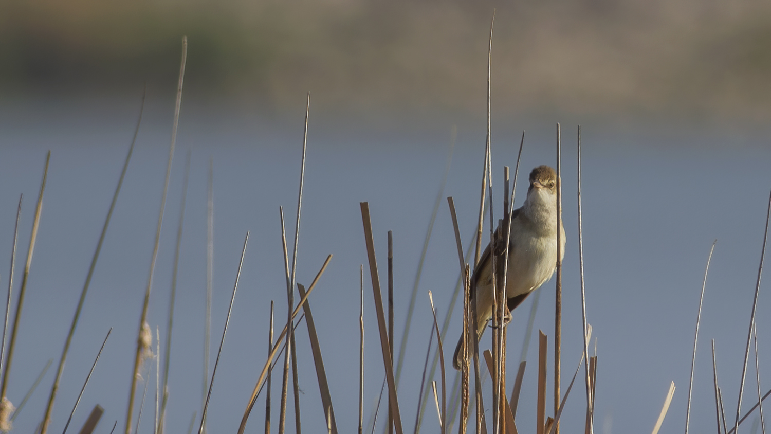 Great Reed Warbler